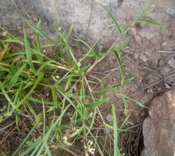 节节草有什么药用价值